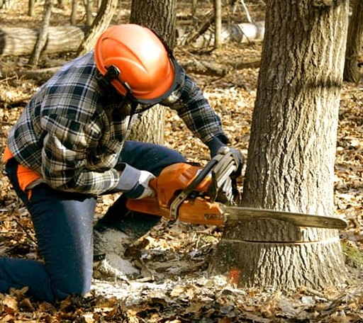 Tree Removal in Lost Nation, IA